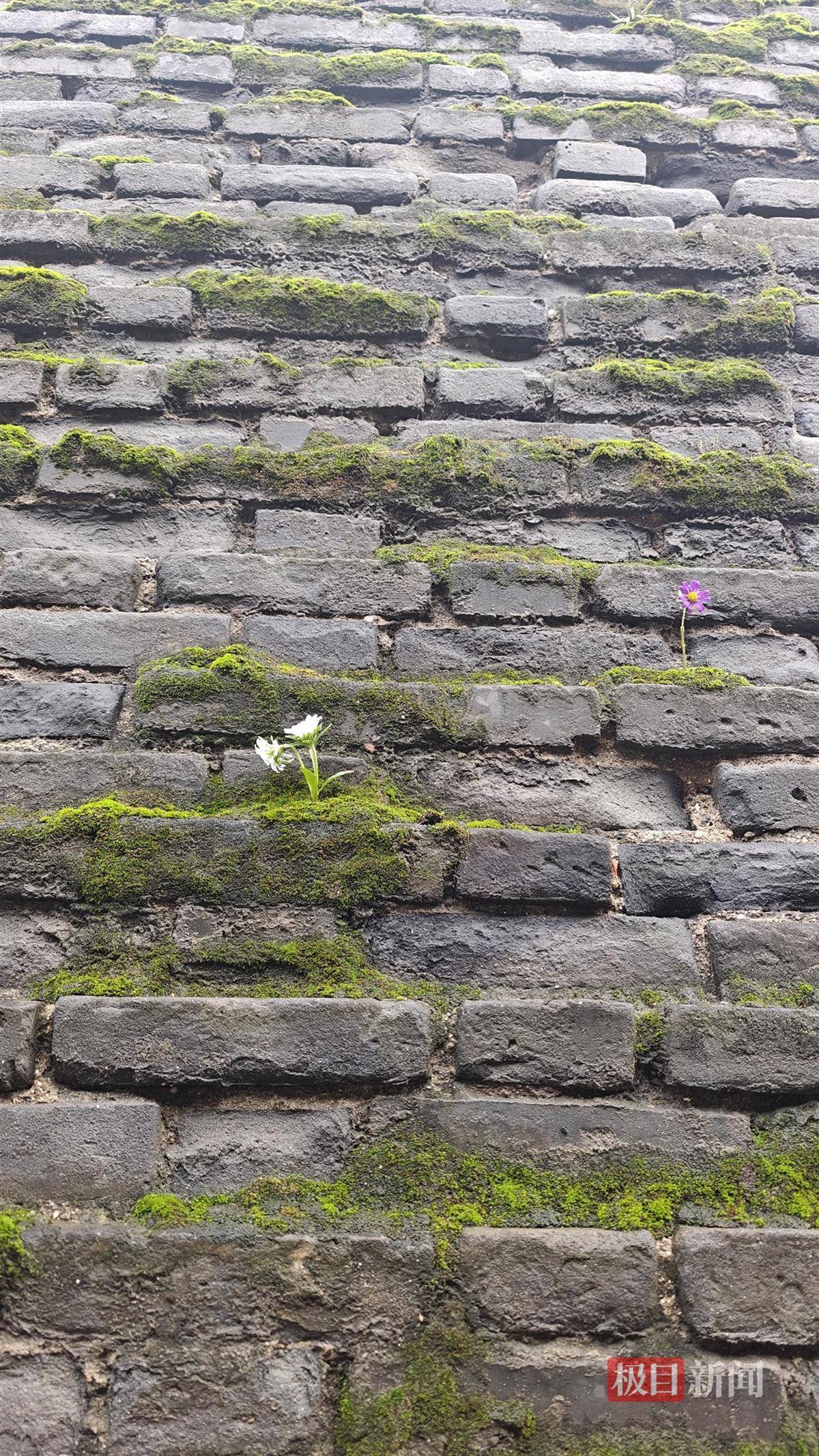 西安连续一个多月降雨遍地长蘑菇<strong></p>
<p>新华百货股票</strong>，大雁塔受潮，城墙布满青苔，气象局解释成因