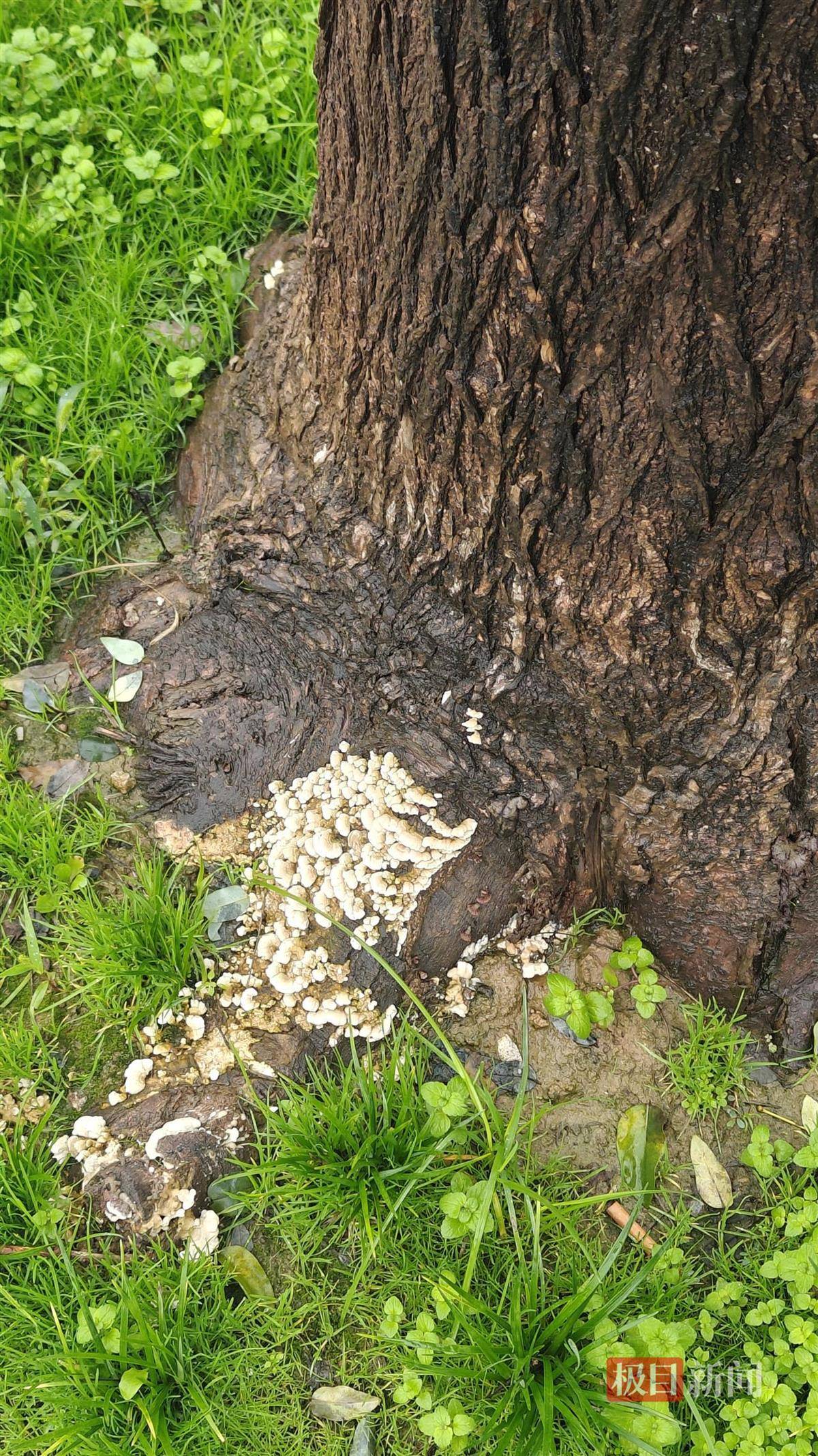 西安连续一个多月降雨遍地长蘑菇<strong></p>
<p>新华百货股票</strong>，大雁塔受潮，城墙布满青苔，气象局解释成因