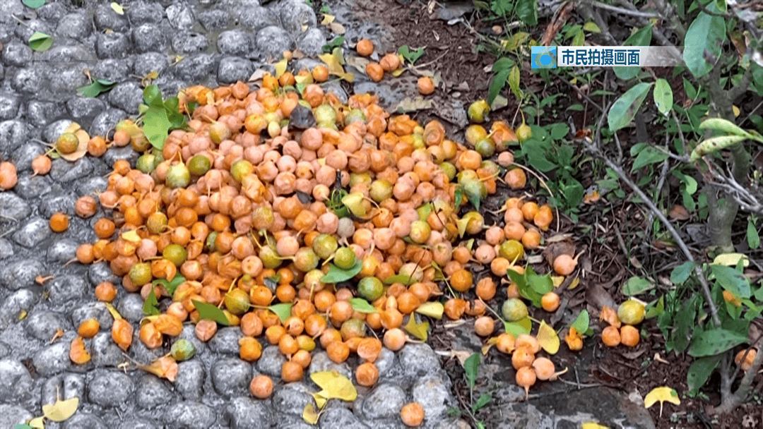 不要捡<strong></p>
<p>新华百货股票</strong>！不要吃！昆明街头正大量出现……