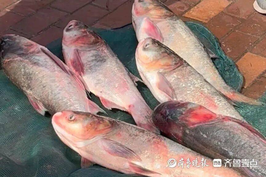 “鱼多得数不过来<strong></p>
<p>四方达股票</strong>,一网子下去能捞好几条”济南锦绣川水库开闸放水,大量鲢鱼被冲出,工作人员:禁止捕捞!