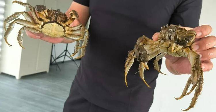 武汉江夏一地大闸蟹大量上市<strong></p>
<p>豪迈科技股票</strong>，日产1000斤当天售完，每只螃蟹有自己的“身份证”，吃深海小黄鱼长大