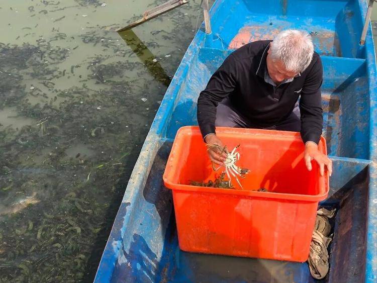 武汉江夏一地大闸蟹大量上市<strong></p>
<p>豪迈科技股票</strong>，日产1000斤当天售完，每只螃蟹有自己的“身份证”，吃深海小黄鱼长大