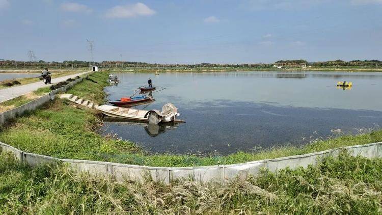 武汉江夏一地大闸蟹大量上市<strong></p>
<p>豪迈科技股票</strong>，日产1000斤当天售完，每只螃蟹有自己的“身份证”，吃深海小黄鱼长大