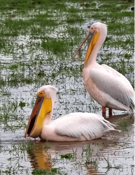 国家一级保护动物<strong></p>
<p>东晶电子股票</strong>，现身达州！