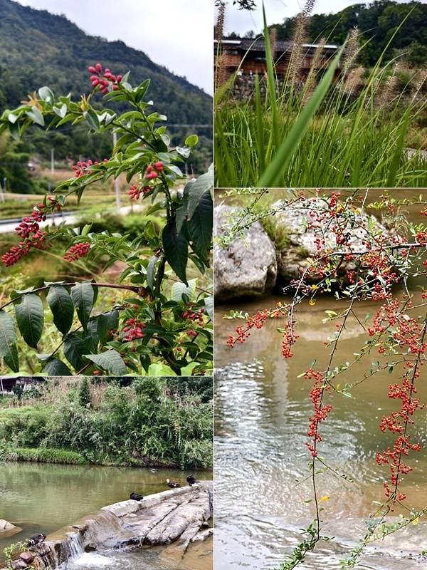 推窗见梯田<strong></p>
<p>云南白药股票</strong>！梧桐山民宿：把日子过成诗