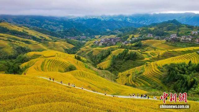 金秋<strong></p>
<p>陕西能源股票</strong>,广西的梯田一点不输!