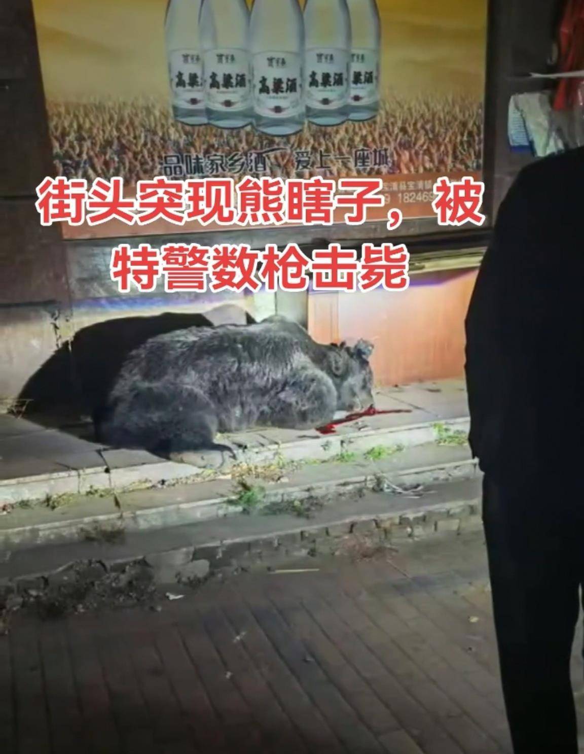 大黑熊夜里独闯黑龙江一县城闹市区<strong></p>
<p>三友化工股票</strong>,警方连开10多枪击毙,回应为何没用麻醉枪