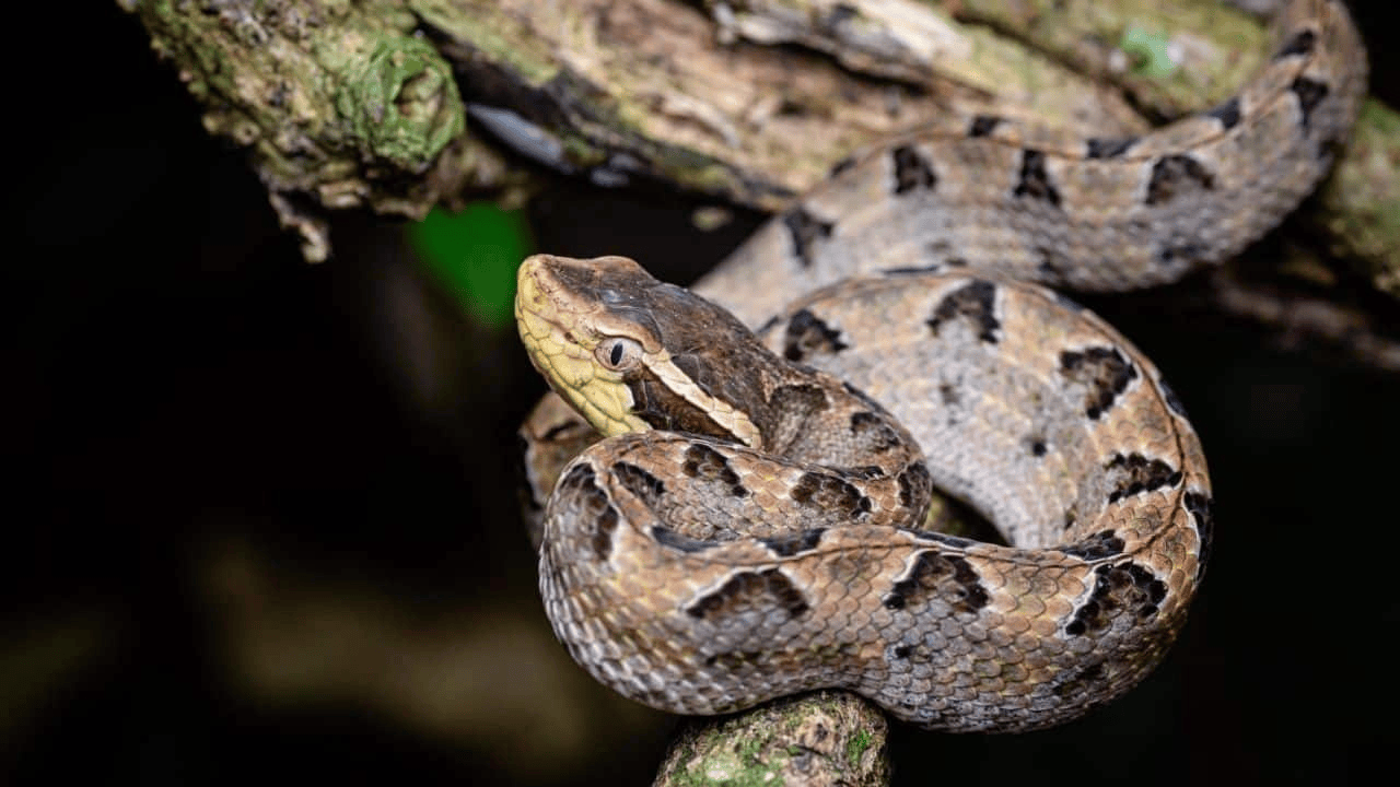 泰国女子在ATM机取钱<strong></p>
<p>飞乐音响股票</strong>,取款口突然窜出一条蛇