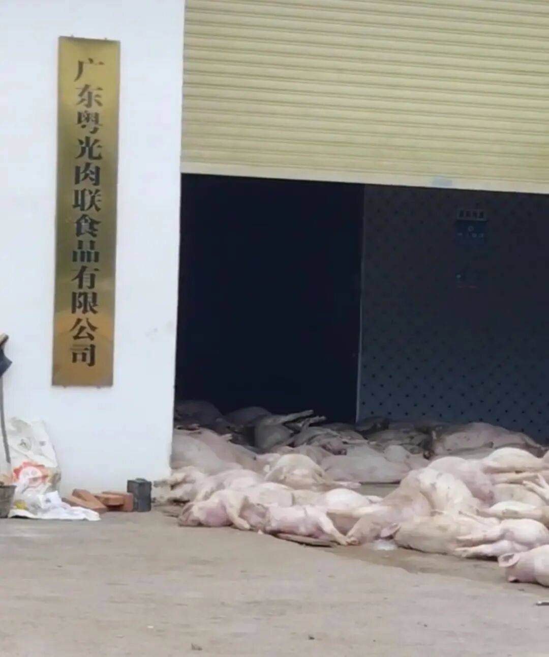 广东一肉联公司门口堆满死猪<strong></p>
<p>英特尔股票</strong>，官方：7人被控制