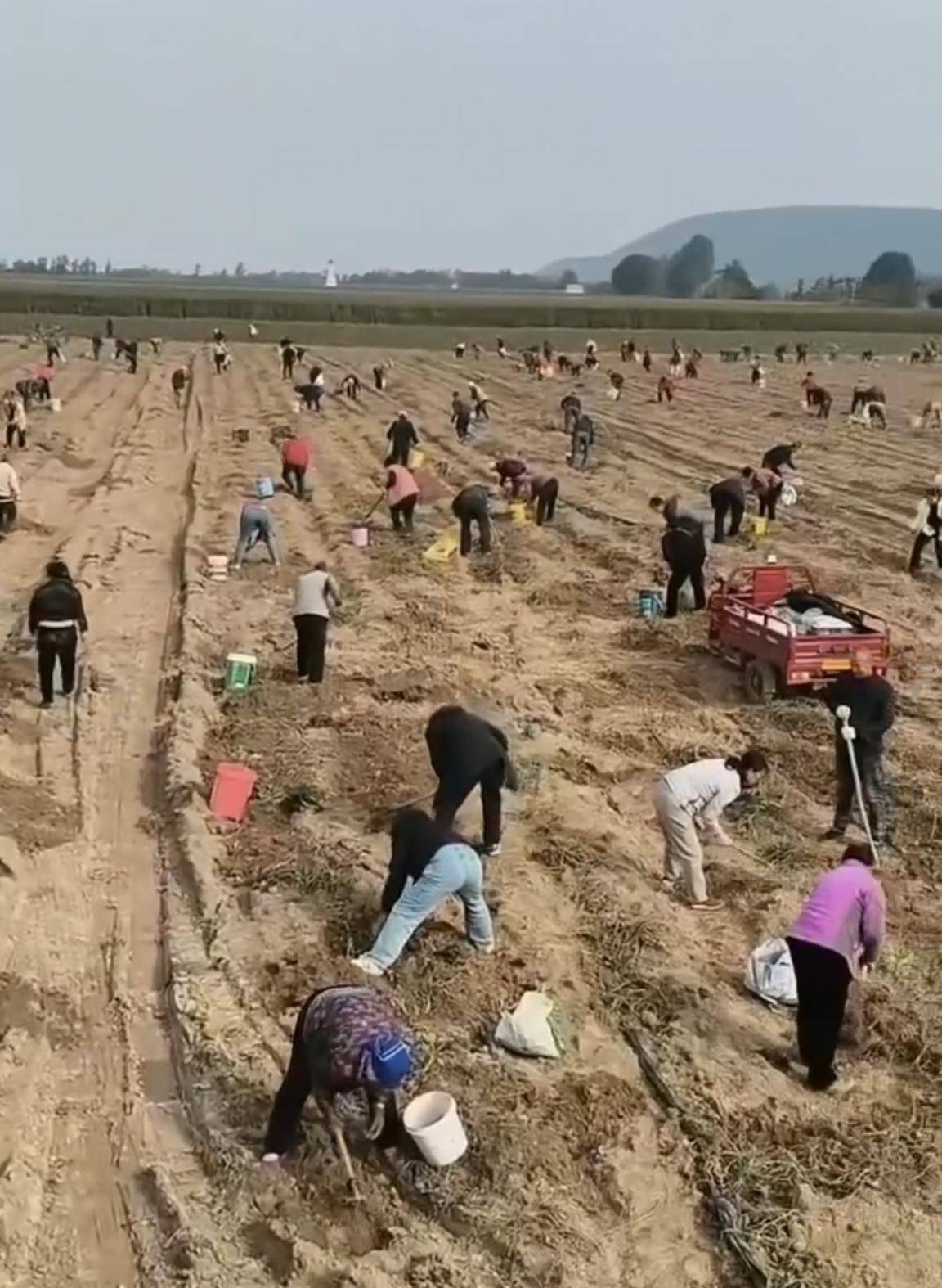 数百人冲进地里捡红薯<strong></p>
<p>乐普医疗股票</strong>,田主称是秋收剩下的,网友:免费翻地,利人利己