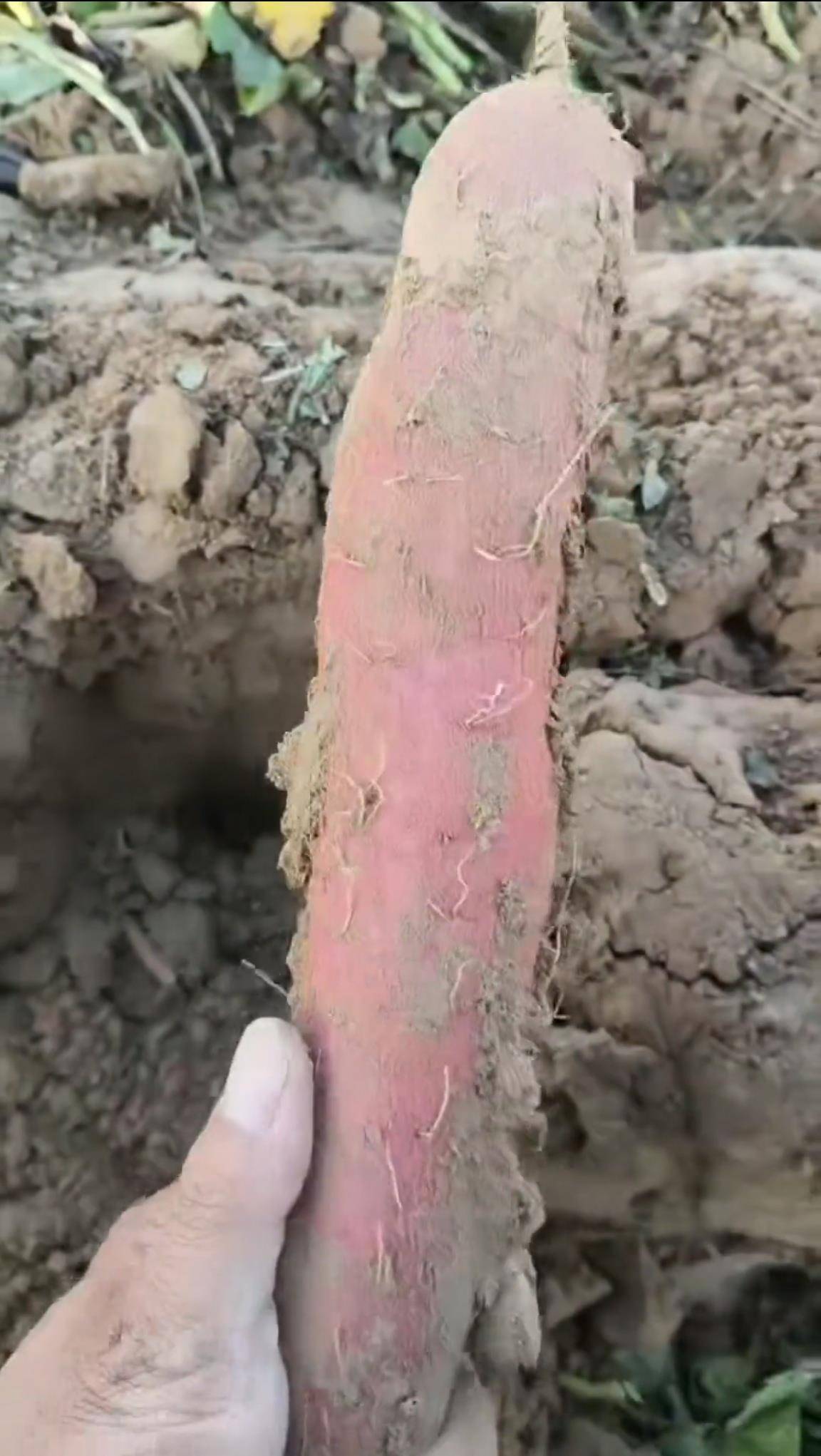 数百人冲进地里捡红薯<strong></p>
<p>乐普医疗股票</strong>,田主称是秋收剩下的,网友:免费翻地,利人利己