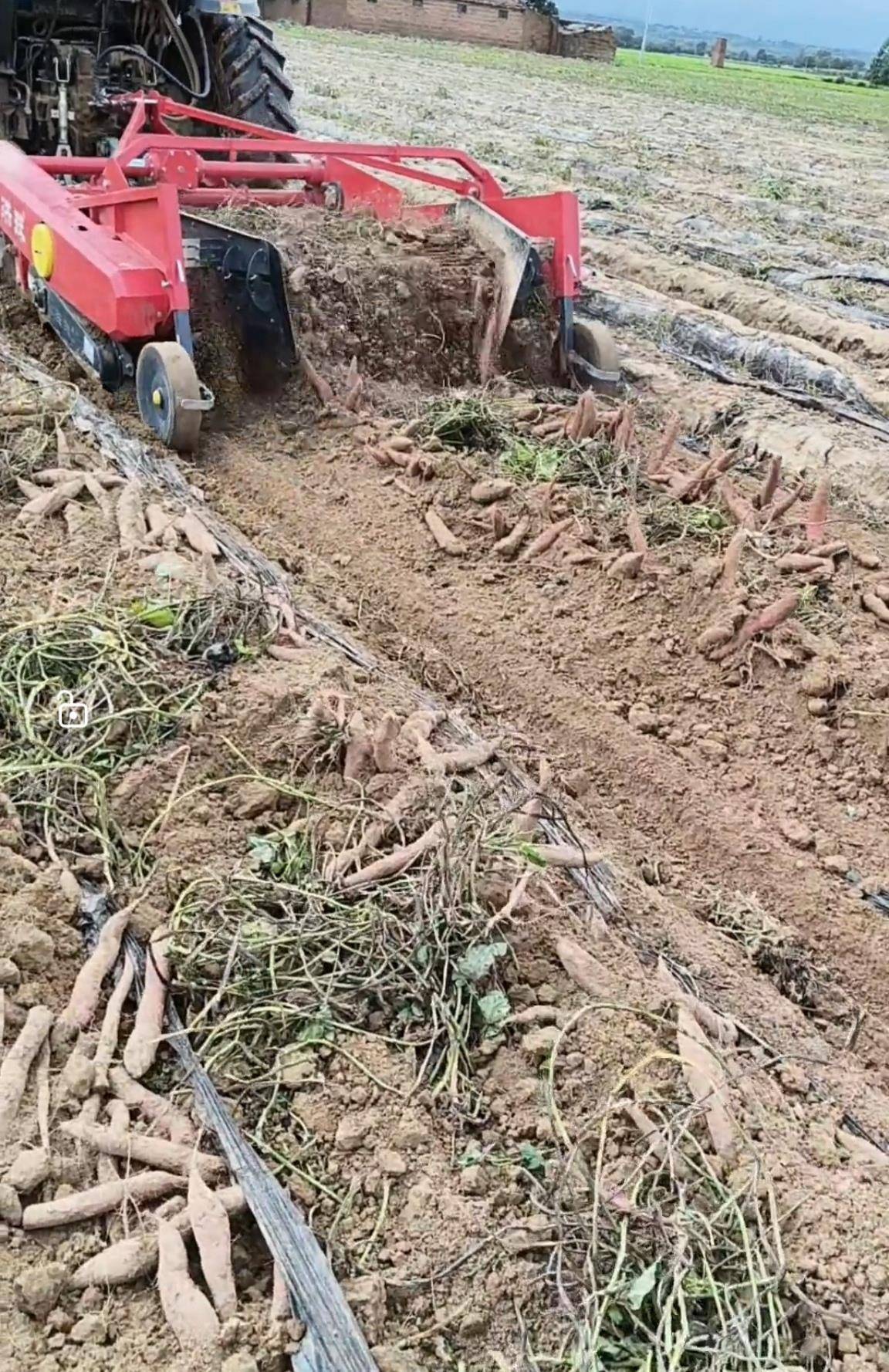 数百人冲进地里捡红薯<strong></p>
<p>乐普医疗股票</strong>,田主称是秋收剩下的,网友:免费翻地,利人利己