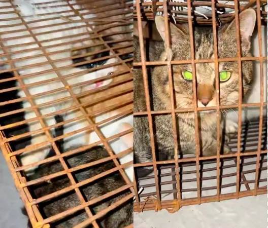 “成都一空置房非法囤猫”？官方通报：共发现被困小猫102只<strong></p>
<p>乐普医疗股票</strong>，未发现虐猫行为
