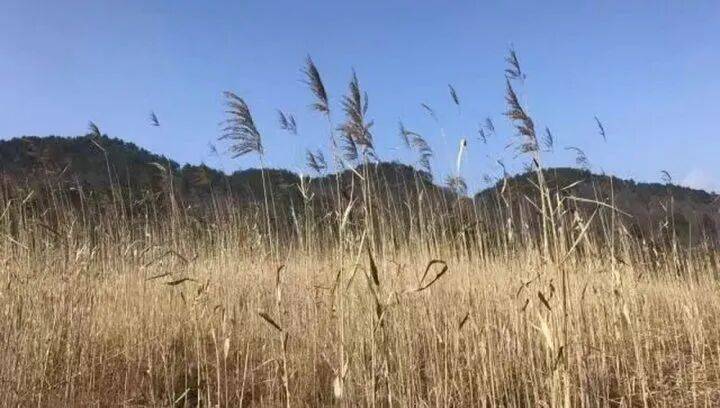 禁止任何形式穿越<strong></p>
<p>奇安信股票</strong>!杭州一地发布最严禁令