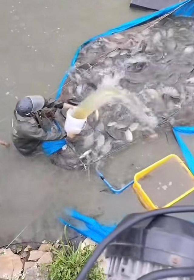 水产市场“麻醉鱼”调查：有商家称麻药有味会换水再卖<strong></p>
<p>奇安信股票</strong>，有无危害尚不明