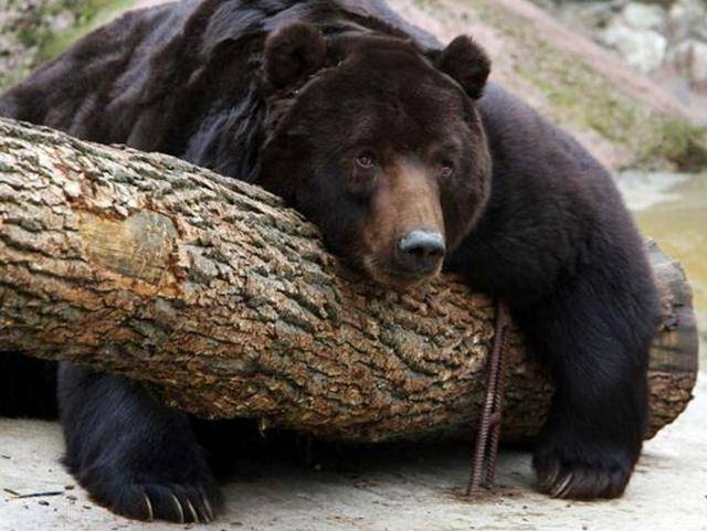 出重拳治“熊害”<strong></p>
<p>神州泰岳股票</strong>,日本将允许防暴警察射杀熊