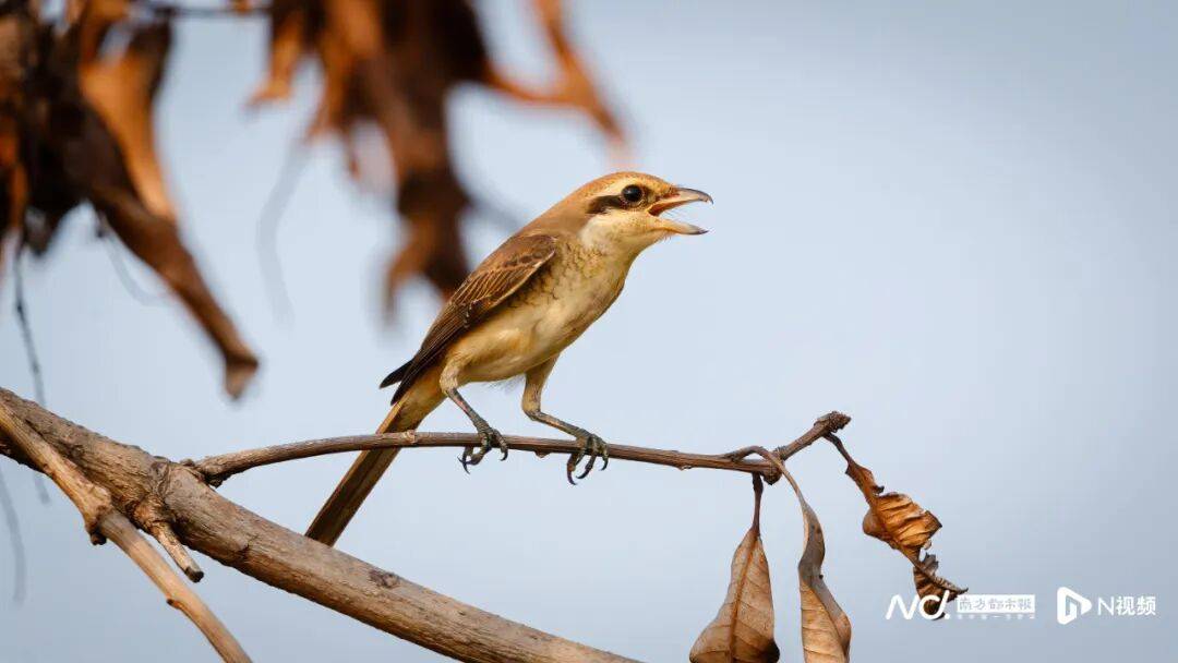 东莞最新发布:将严厉打击这些行为<strong></p>
<p>神州泰岳股票</strong>!
