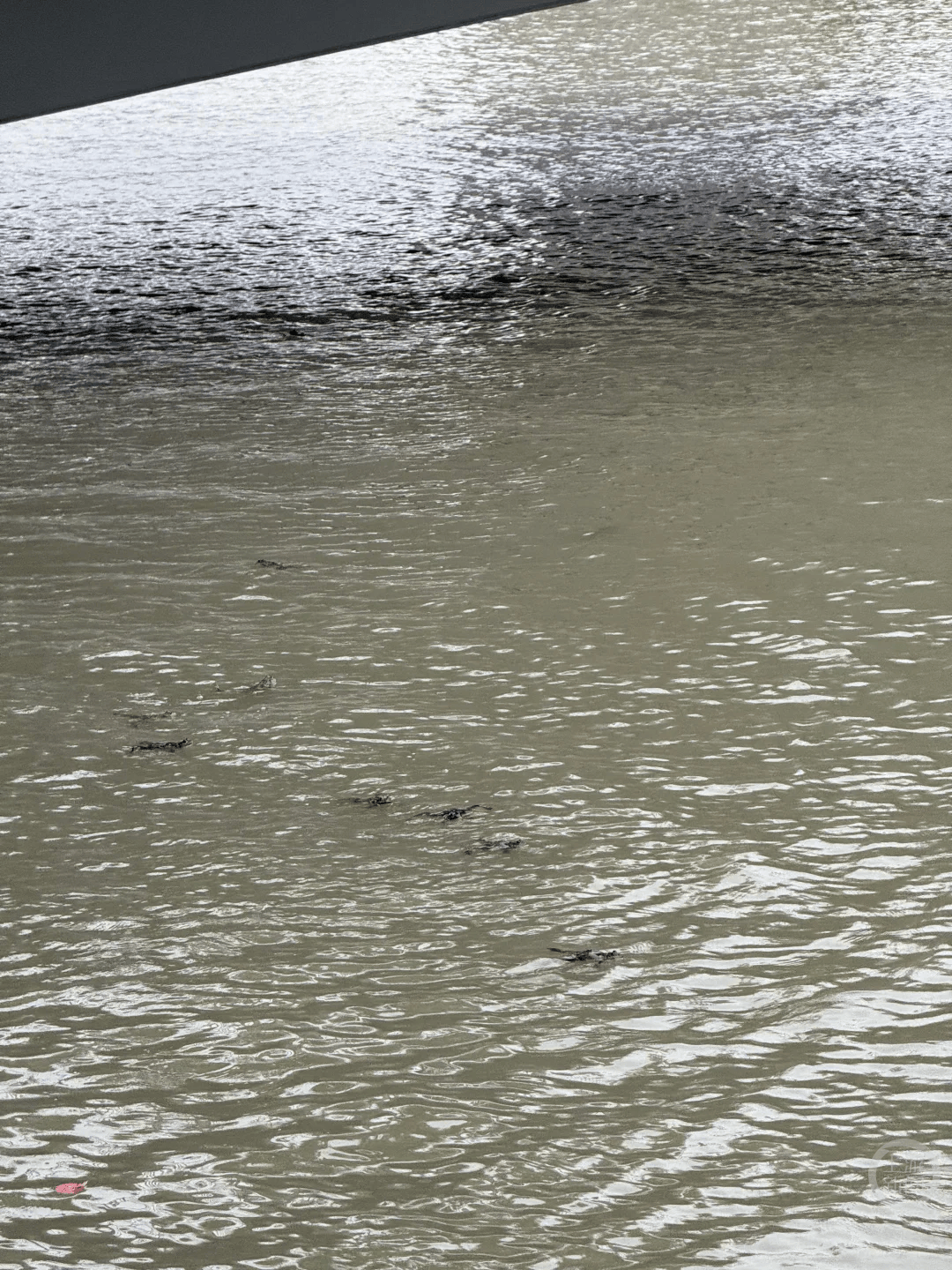 上海苏州河有人放生牛蛙？当地回应：严禁放生外来物种<strong></p>
<p>银信科技股票</strong>，市民可提供相关线索