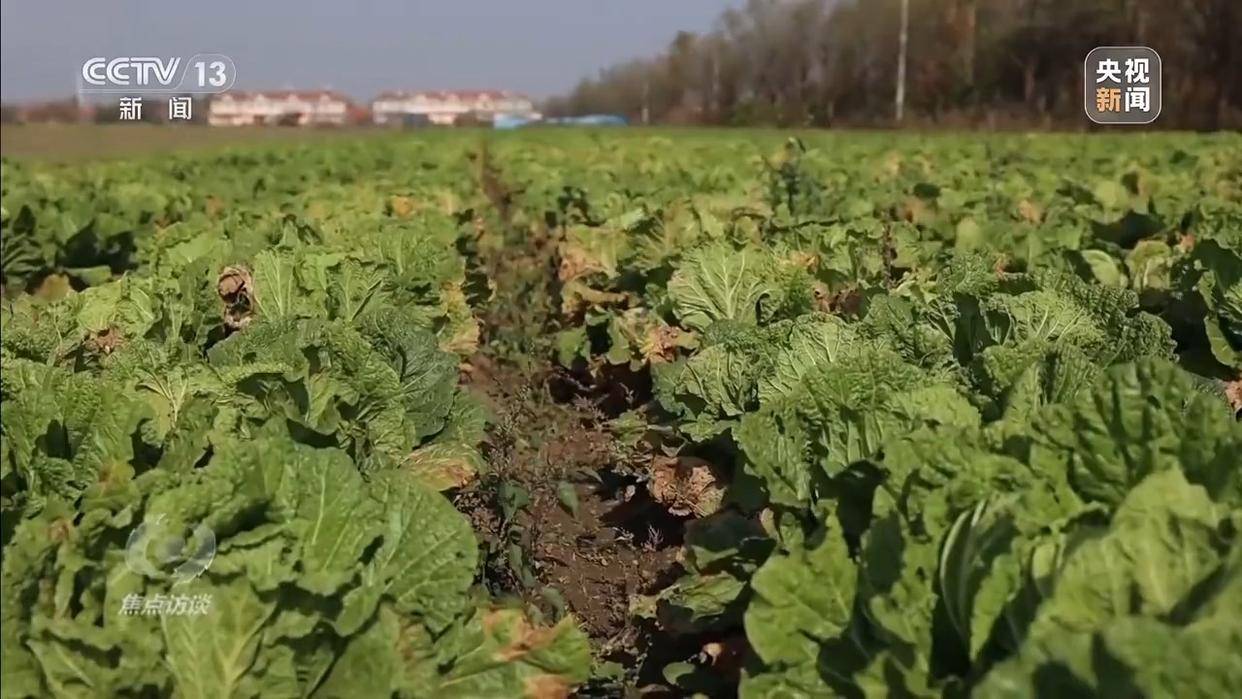 单棵售价超百元<strong></p>
<p>汇金科技股票</strong>,起底“套牌白菜”背后的销售套路