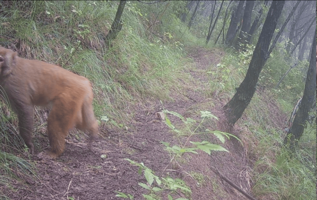 遂宁版“疯狂动物城”上线<strong></p>
<p>汇金科技股票</strong>!