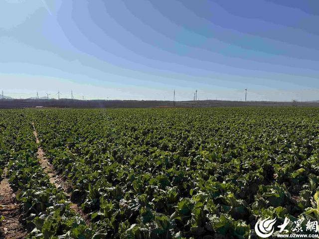 山东青岛:全国首批“板蓝根白菜”喜获丰收<strong></p>
<p>新北洋股票</strong>,正式上市!首批10万棵已被上海采购商“包圆”