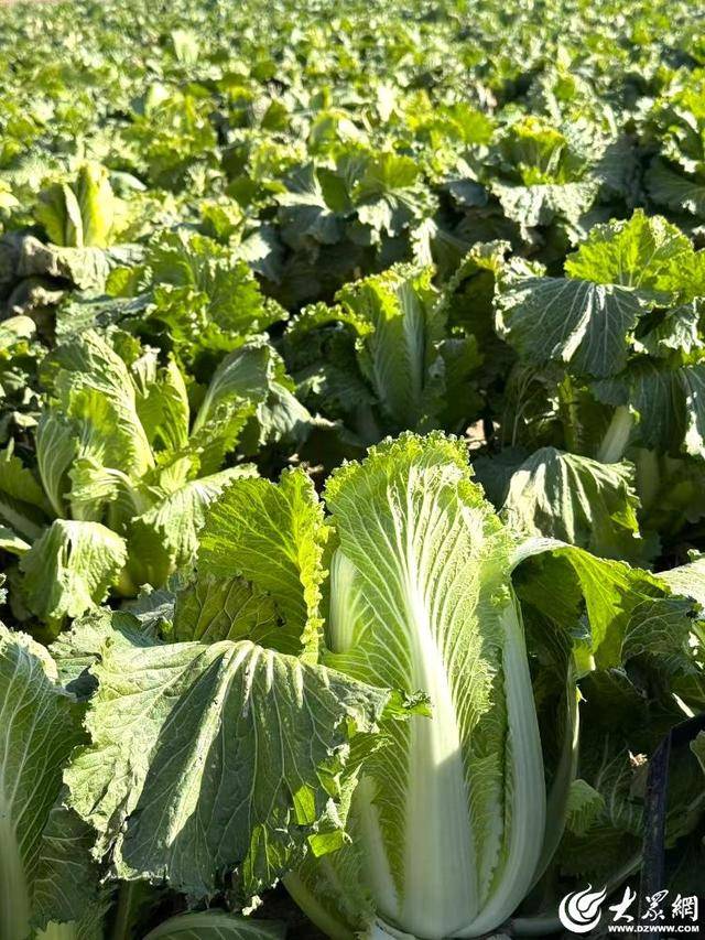山东青岛:全国首批“板蓝根白菜”喜获丰收<strong></p>
<p>新北洋股票</strong>,正式上市!首批10万棵已被上海采购商“包圆”