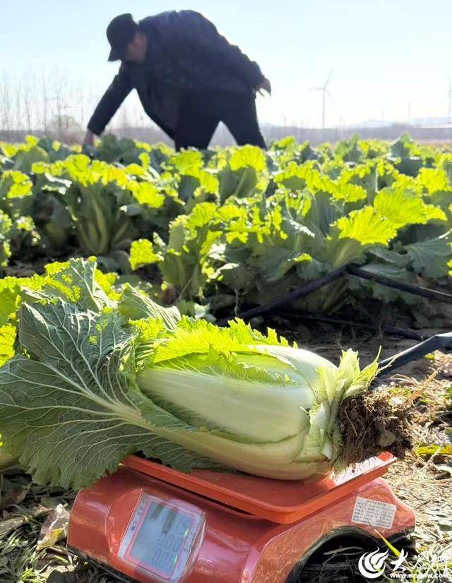 山东青岛:全国首批“板蓝根白菜”喜获丰收<strong></p>
<p>新北洋股票</strong>,正式上市!首批10万棵已被上海采购商“包圆”