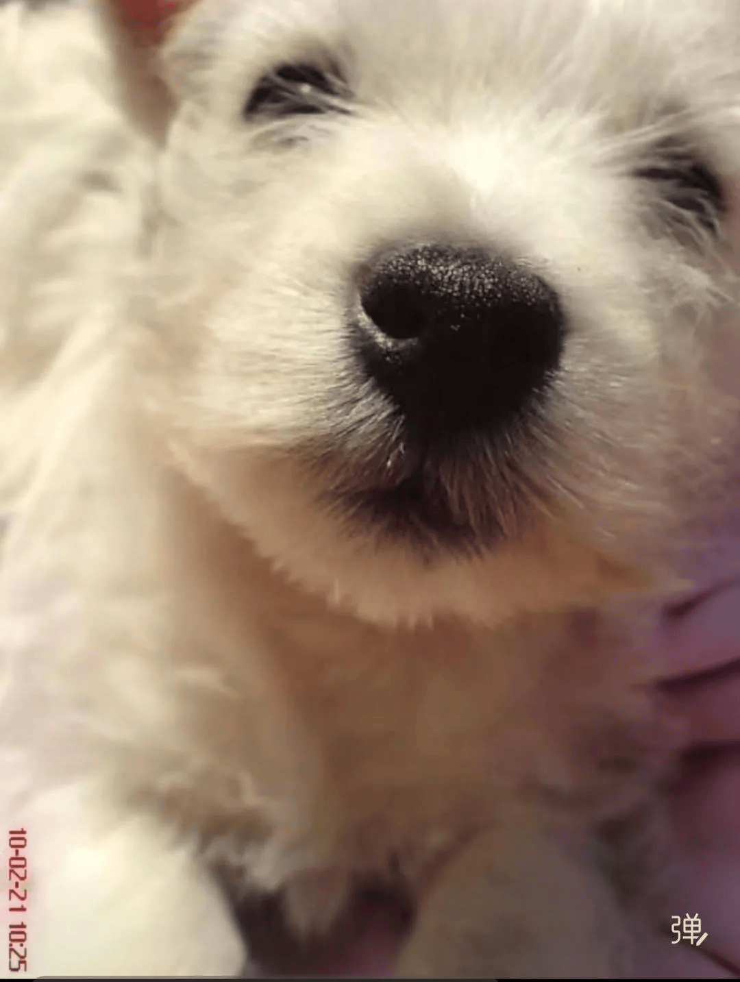 在小区投毒致9条狗死亡<strong></p>
<p>深圳能源股票</strong>，男子获刑4年！