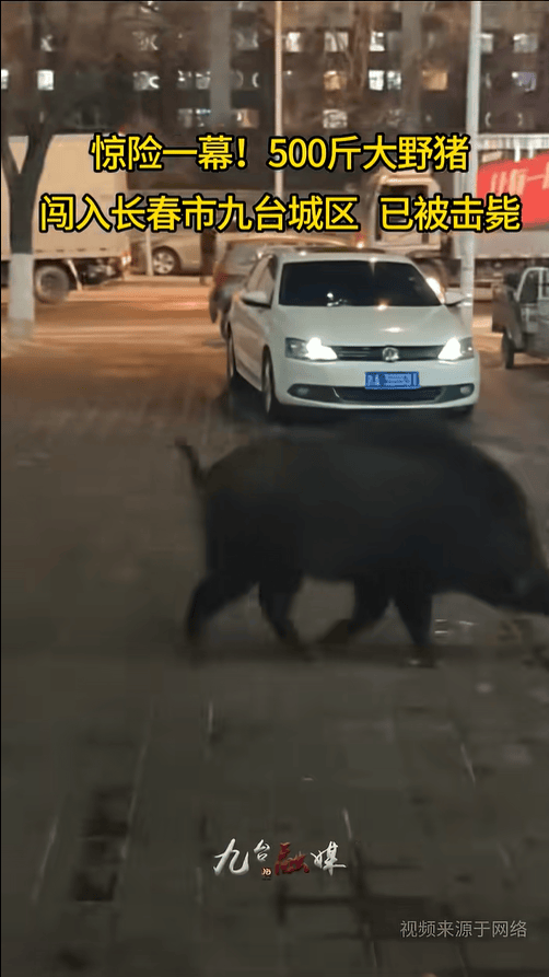 长春街头500斤大野猪乱窜<strong></p>
<p>兆驰股份股票</strong>，还顺便逛了超市和加油站，当地回应：没伤到人，已击毙